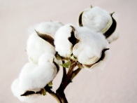 綿花の画像