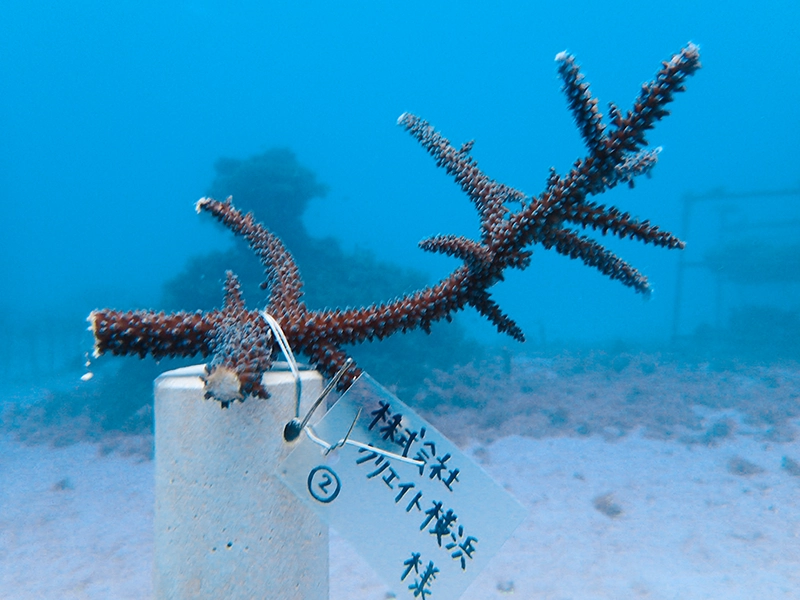 2026年3月時点でのサンゴの様子です。