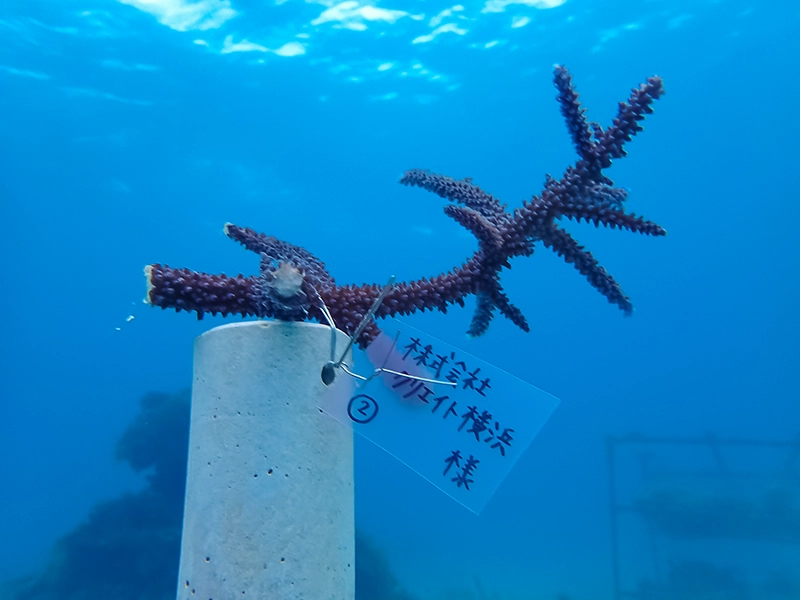 2026年3月時点でのサンゴの様子です。