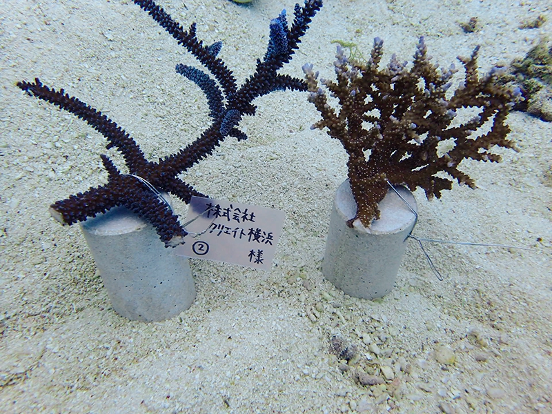 2026年3月時点でのサンゴの様子です。